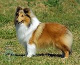 Shetland Sheepdog 9P033D-220